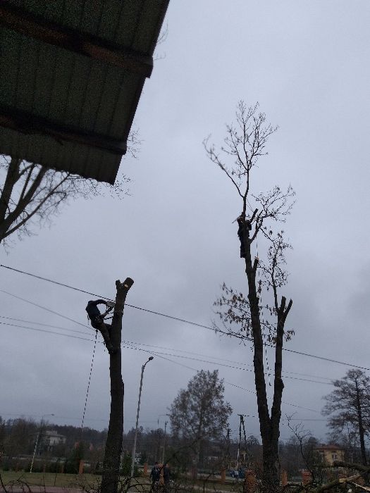 Wycinka drzew , scinka drzew metoda alpinistyczna