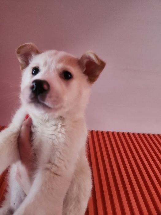 Лабрадор(метис)  безкоштовно