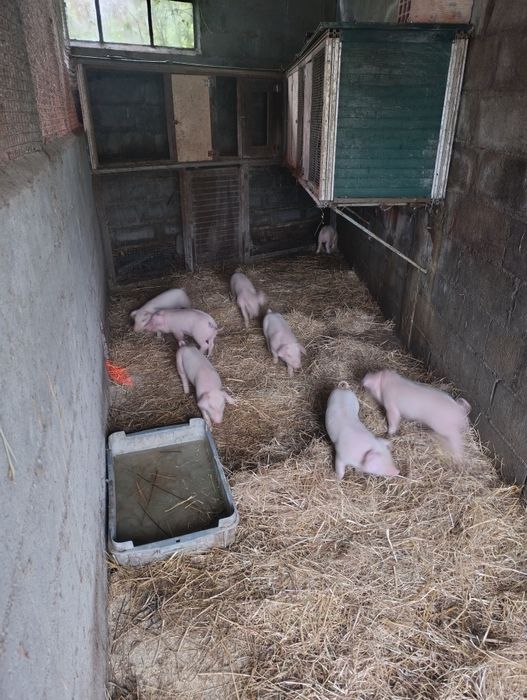 Leitões  para assar ou criar