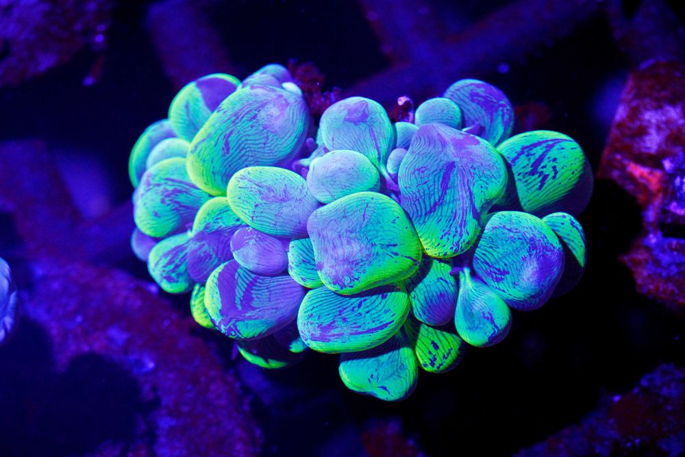 Plerogyra Bicolof Fluo Yelow Medium Bubble Coral FLUOLAMPS.PL WYSYLKI