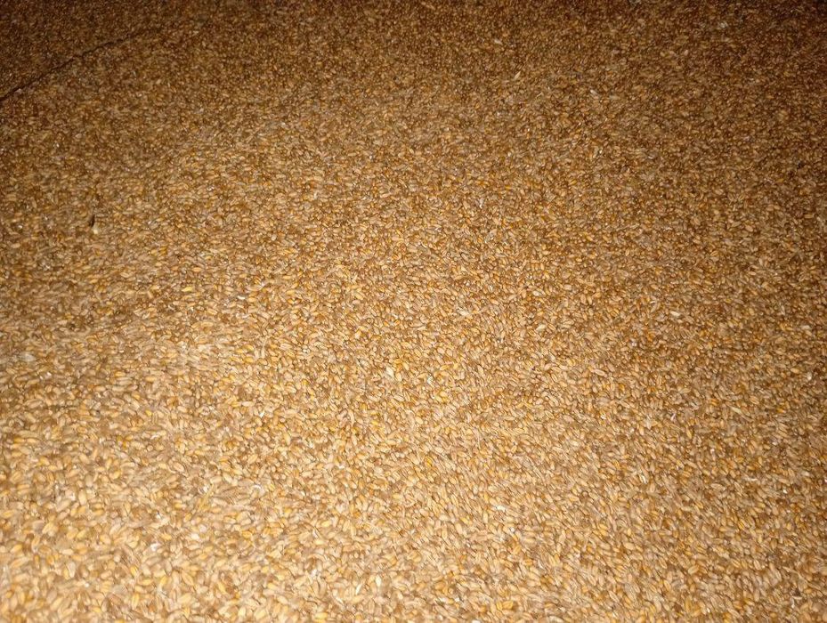 Sprzedam zboże jęczmień pszenica pszenżyto kukurydzę