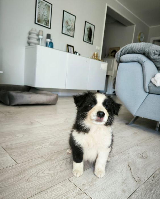 Border collie piesek