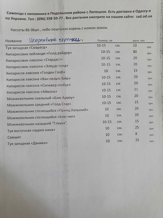 Кипарисовики живці 10см, П9