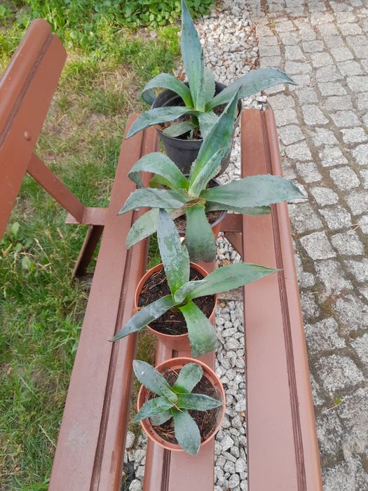 agawy  różnej wielkości zamienię bądź sprzedam