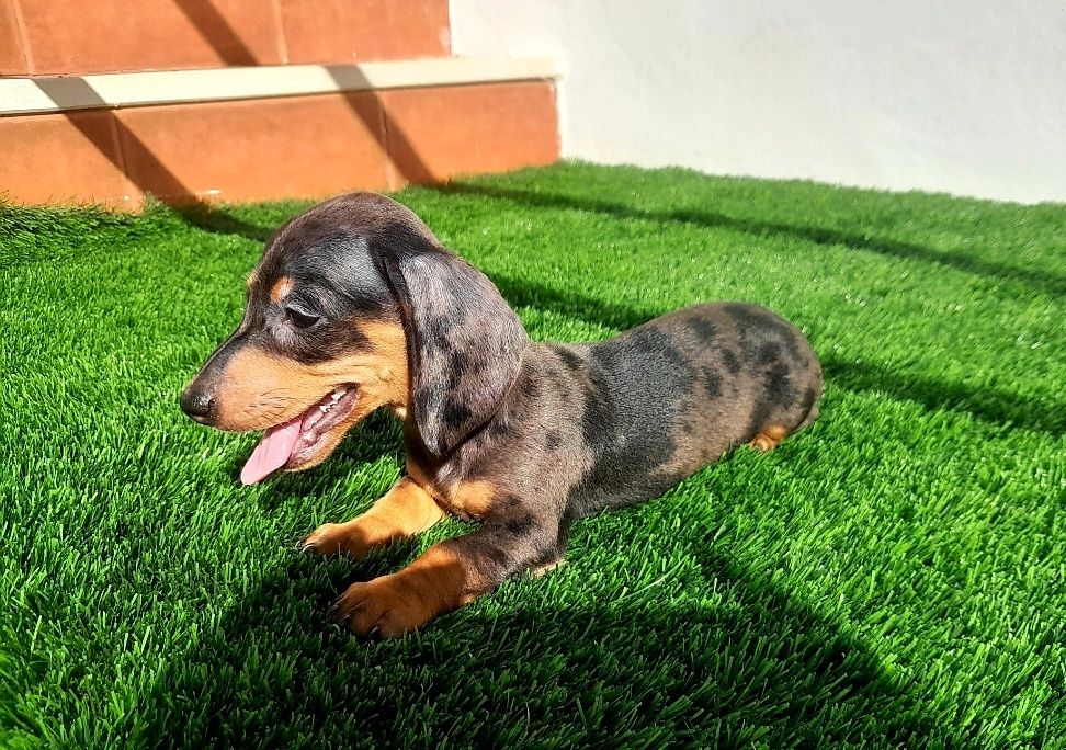 Daschund Kaninchen fêmea Alerquim e Chocolate o mais pequeno de todos os Teckel.