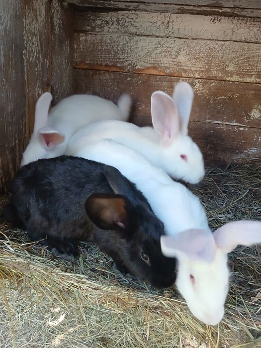 Продам кролики різного віку