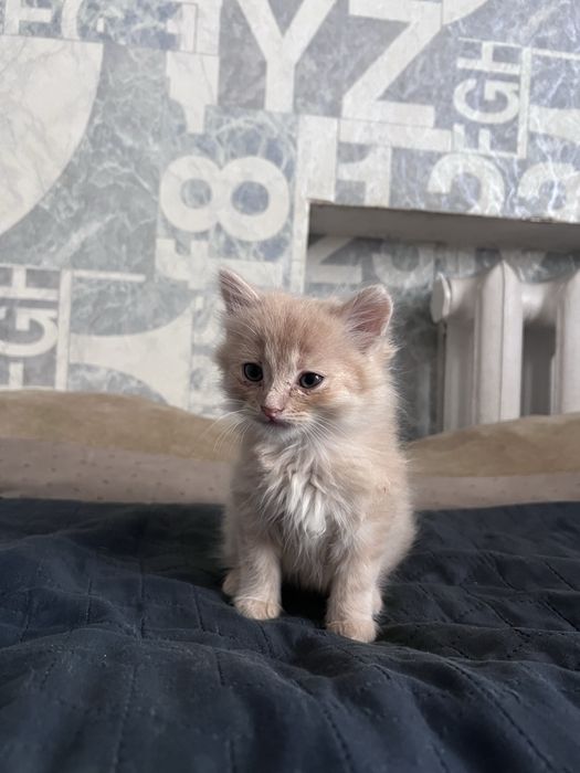 Кошенятко (хлопчик)