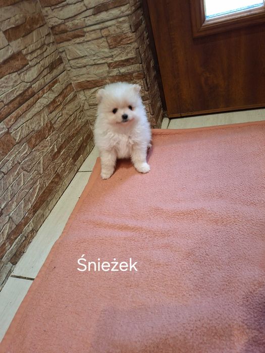 Sprzedam Psa rasy Szpic Pomeranian