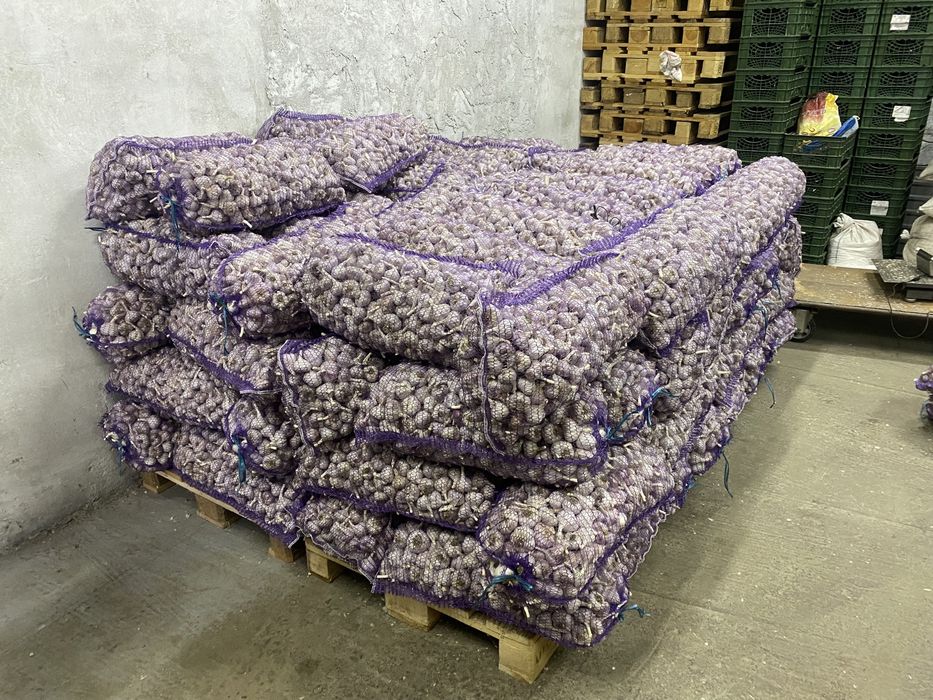 Продам часник озимий опт і роздріб