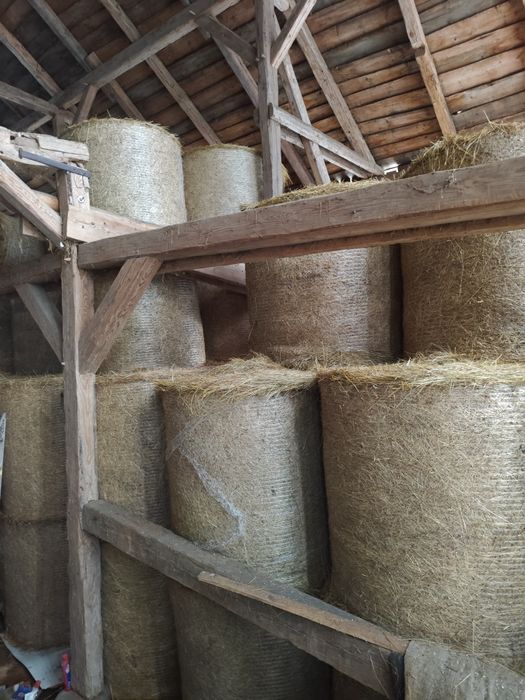 Siano tegoroczne 120/120