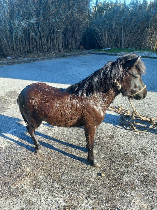 Vendo ponei manso para crianças