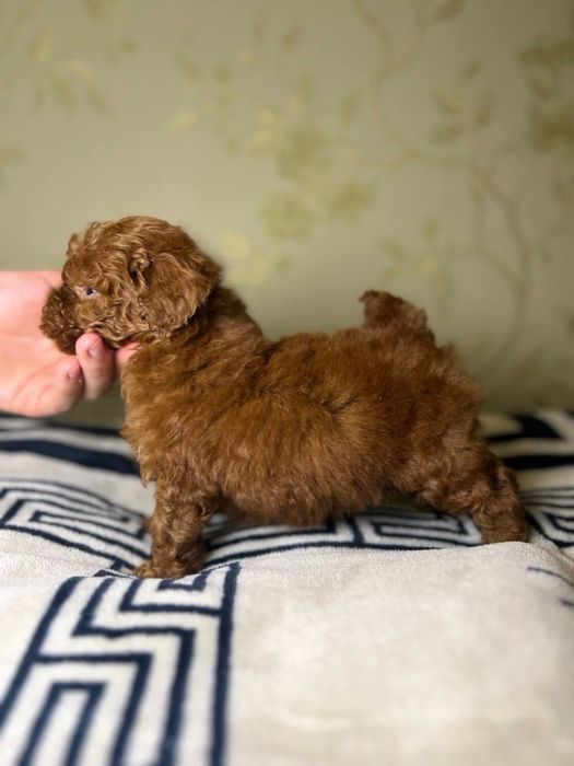 Пудель та Мальтипу ф2 хлопчики та дівчата