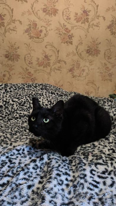 Котик в добрі руки, родину