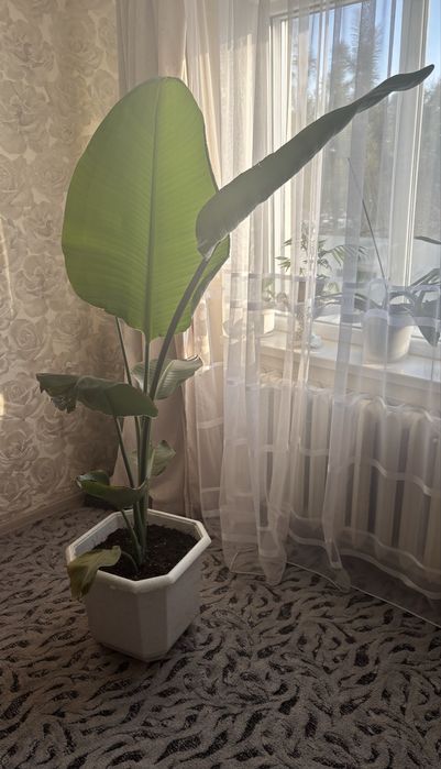 Стреліція Ніколая 160 см у горщику