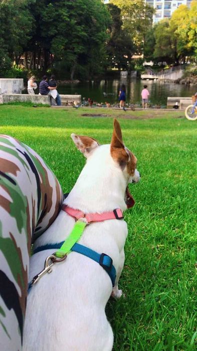 Pet setting, dog walking, day care, Hospedagem cães e passeios