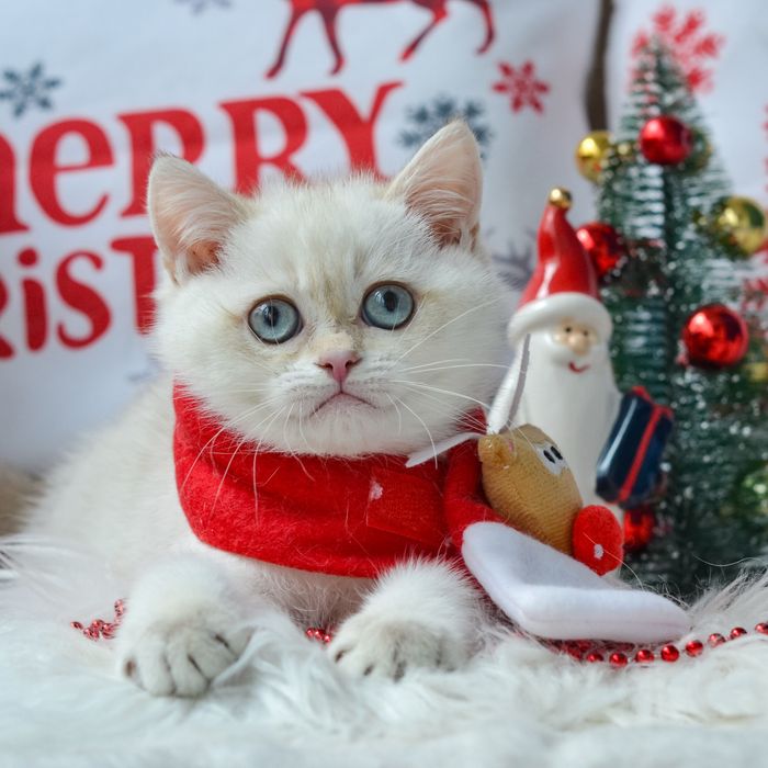 Британський котик шукає родину