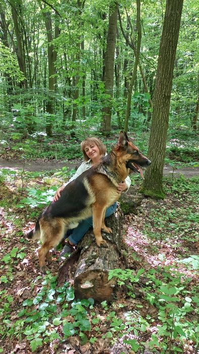 В'язка німецька вівчарка