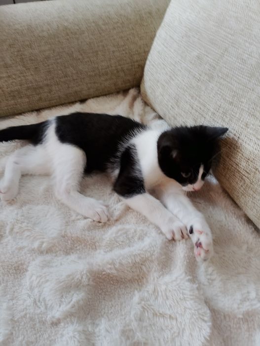 Kot do adopcji  szuka domu