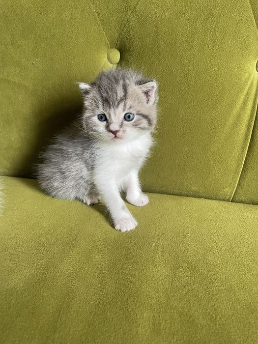 Британські кошенята
