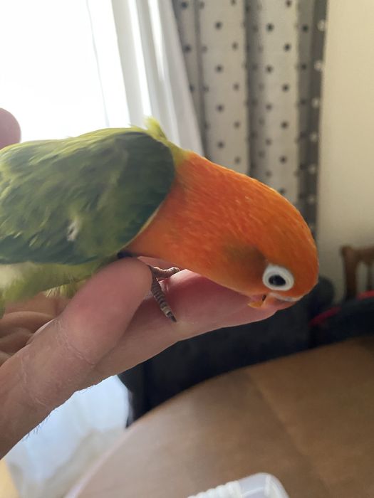 Agapornis criados à mao