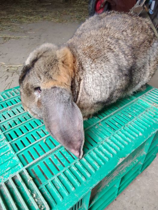 Sprzedam lub zamienię