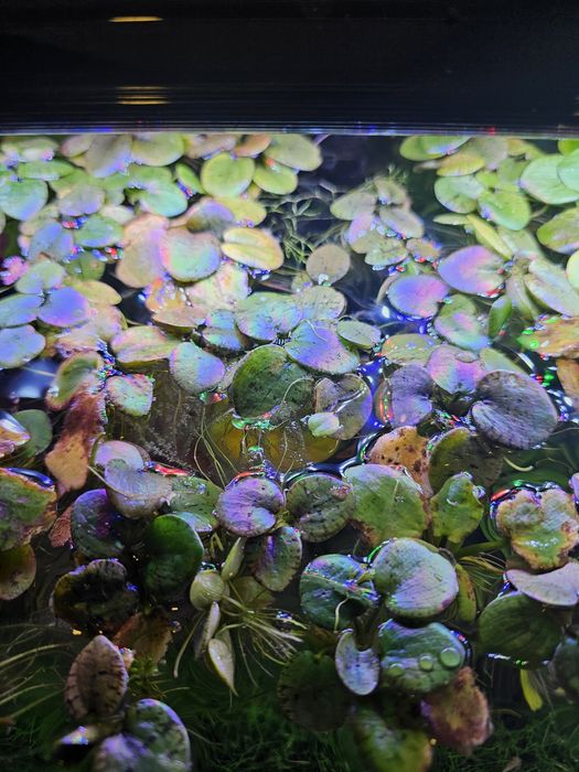 Alface de agua e outras Plantas de superfície aquário