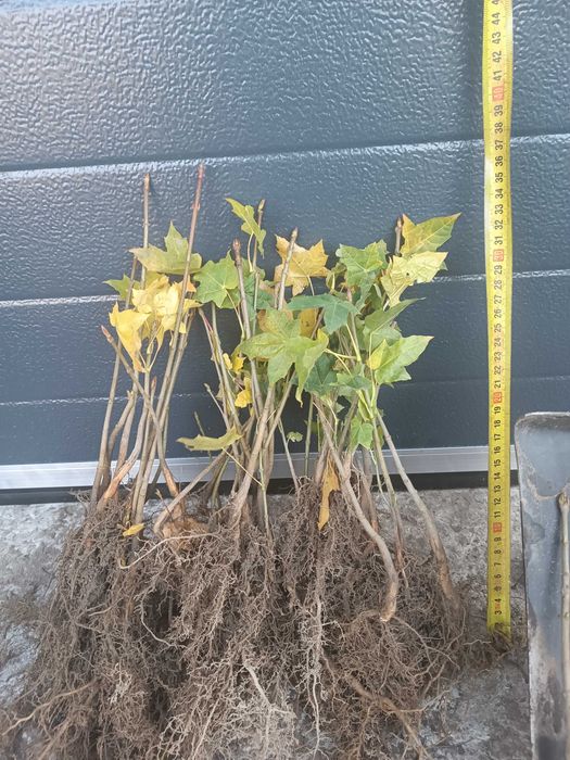 KLON ZWYCZAJNY acer platanoides 10-20 cm 33 gr