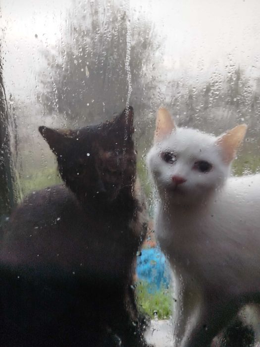 Gatinhos lindos gatos