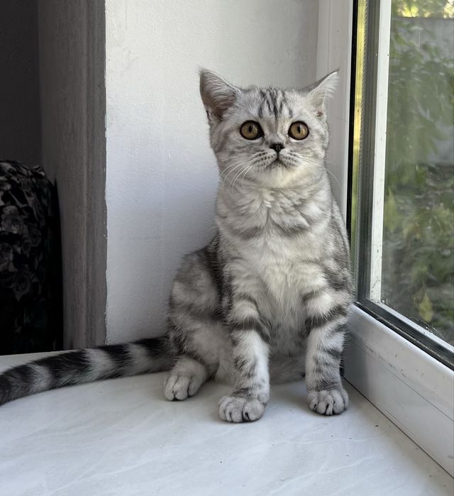 Шотландская кошечка