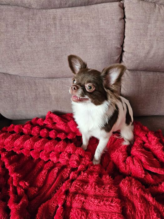 Chihuahua długowłosy czekoladowo-biały piesek