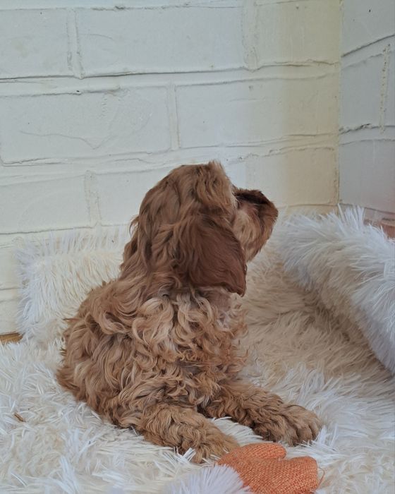 Cavapoo  f1 suczka
