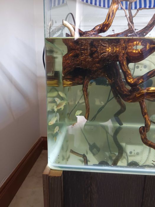 Aquário e peixes
