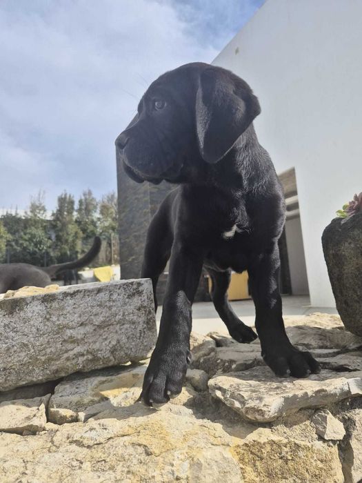 Cane Corso Italiano (femea)