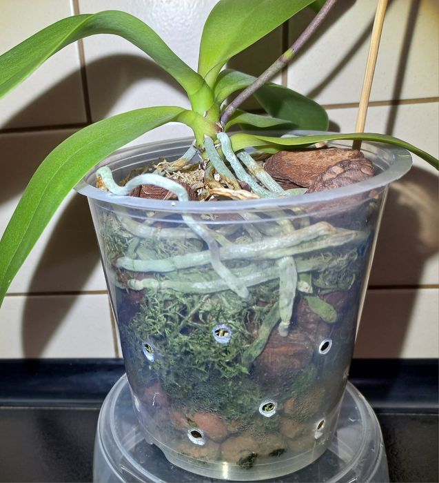 Орхидея Сого Готрис.