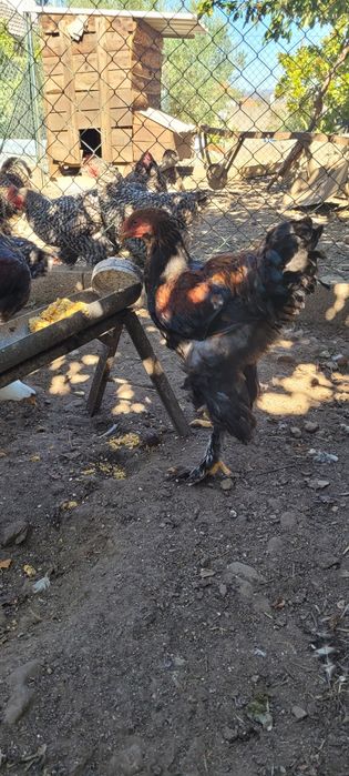 Machos Brawma perdiz