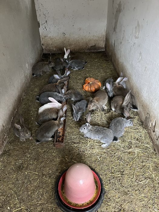 Продам кролики  різного віку від  двох місяців і більше кролики провакциновані