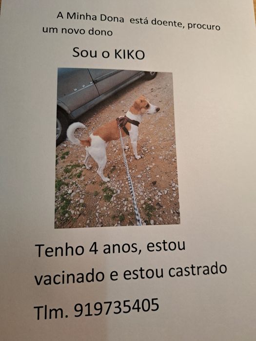 Cão para adopção