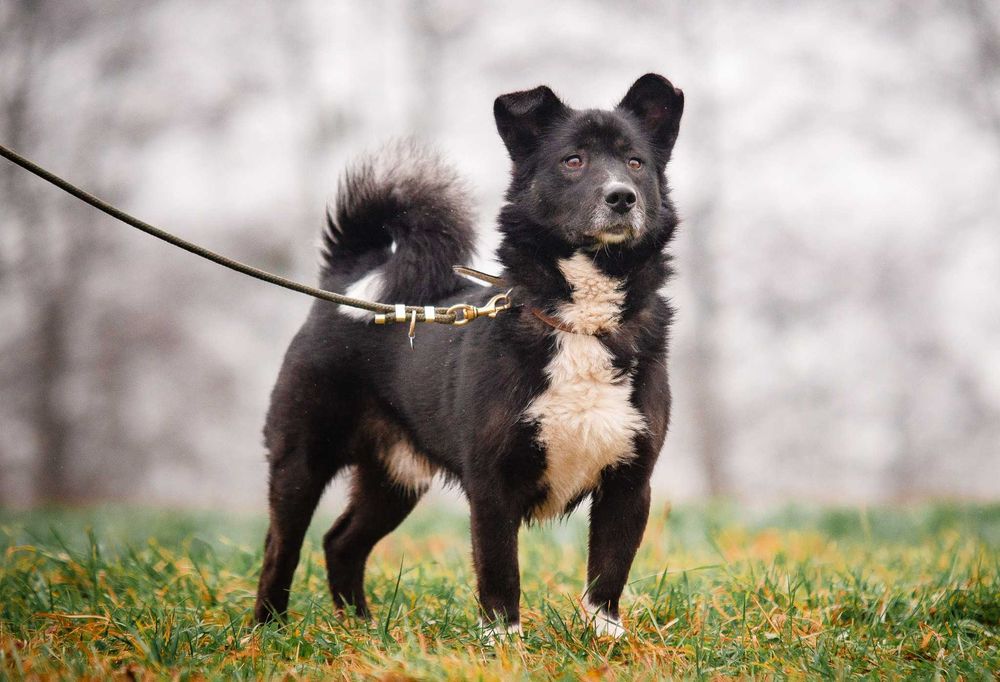 Haribo – psie szczęście na czterech łapach szuka domu!