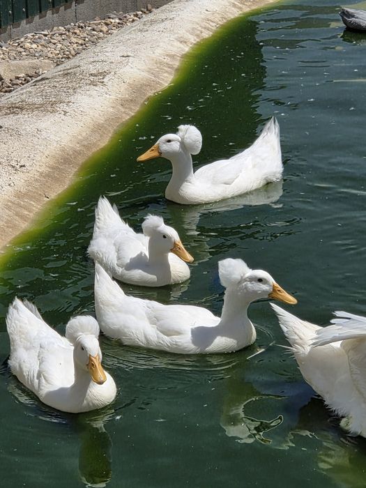 Patos de pompom jovens
