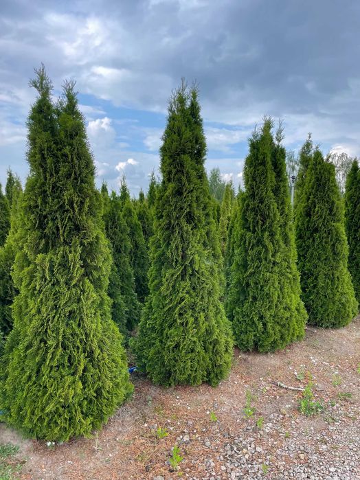 Tuja kula na pniu 250cm PRODUCENT‼️