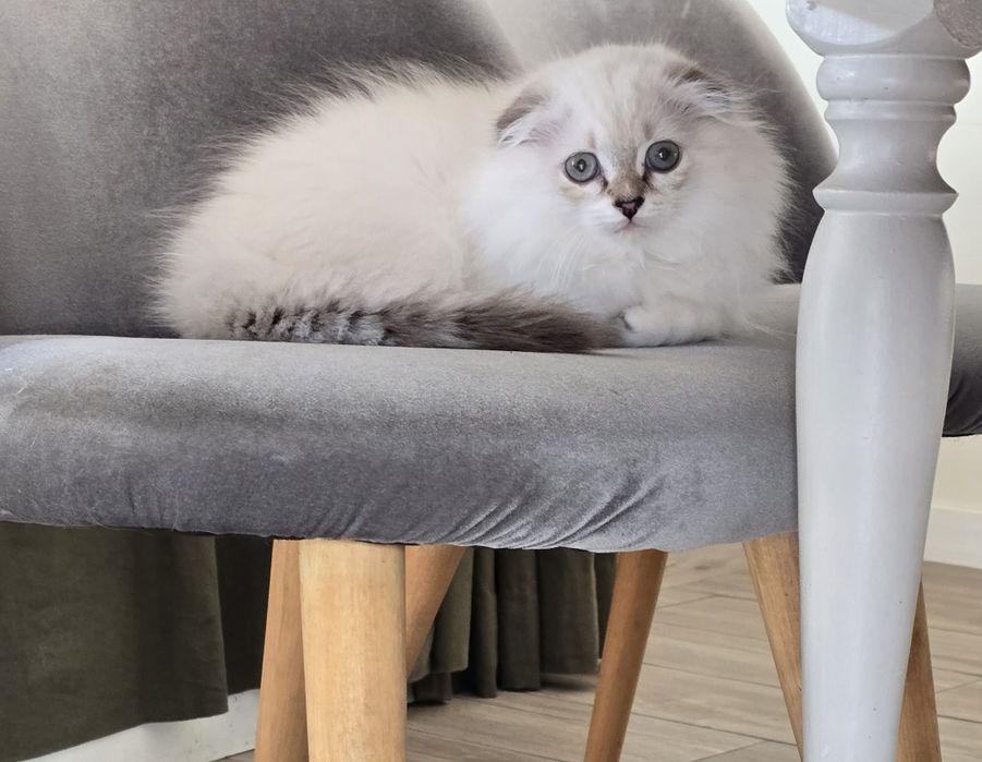 Scottish fold-straight