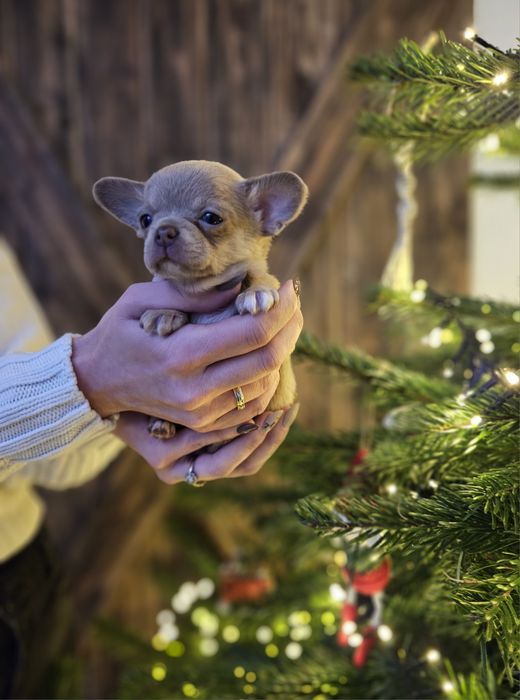 Chihuahua suczka liliowa