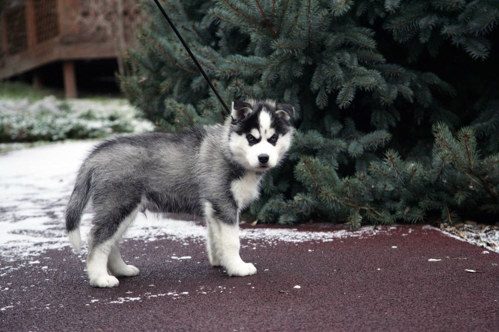 Шикарний хлопчик хаскі. КСУ.