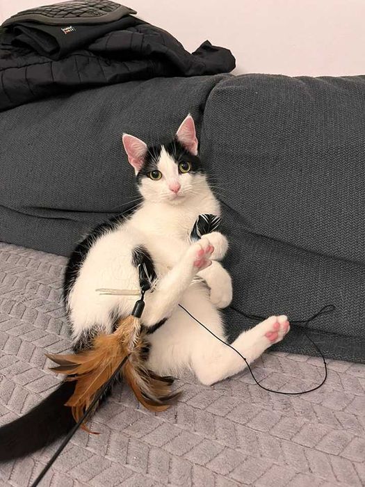 Dwie koteczki tracą dom!