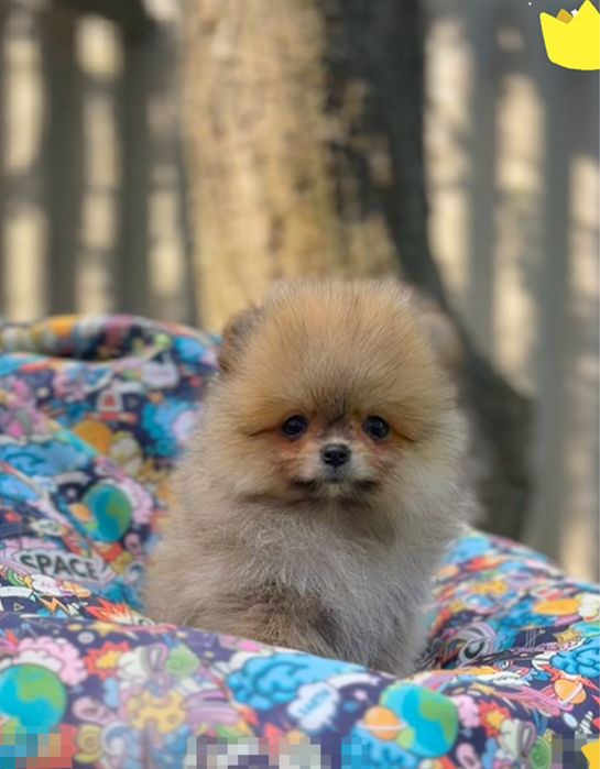 Маленький шпиц — большое счастье! Девочка, 3 мес