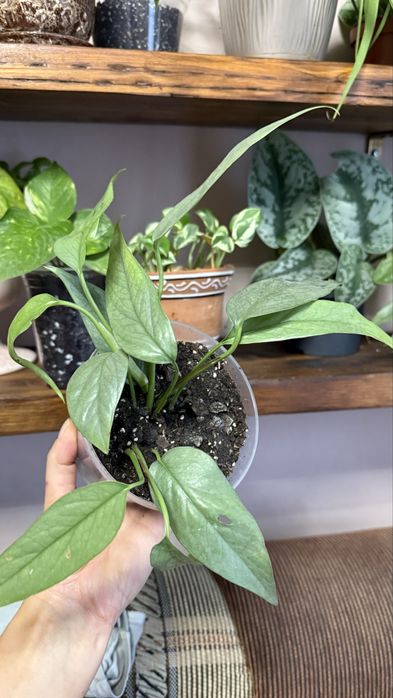 Епіпремнум Себі Блу Піннатум