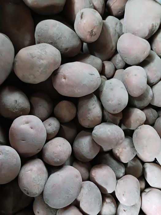 Ziemniaki jadalne Jurek żółta skórka Bellarosa Czerwona transport