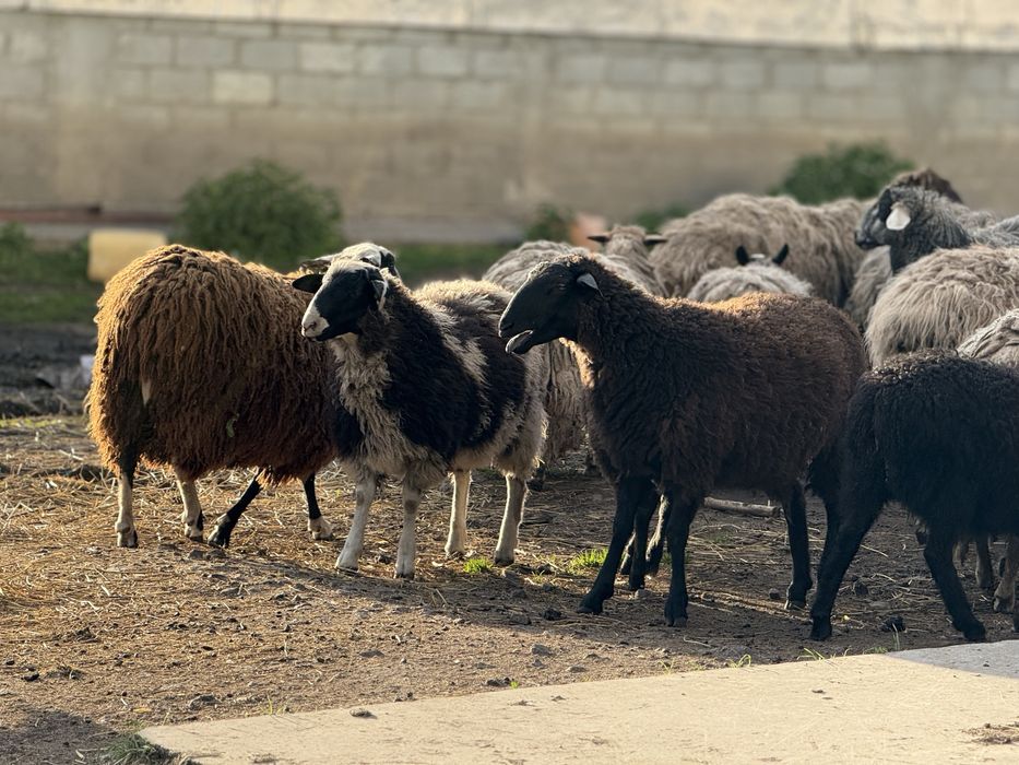 Мериноландшаф ягнята на мʼясо та розплід