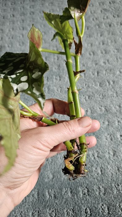 Бегония Руж вариегата, Макулата Мега Дот