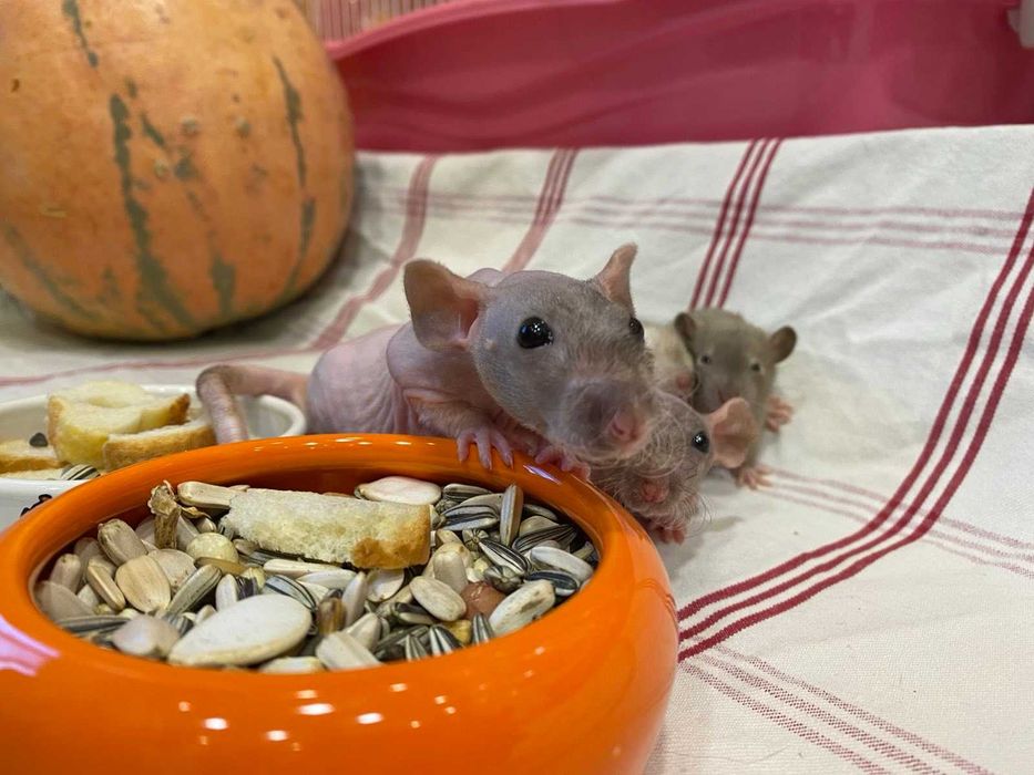 Лысая крыса сфинкс - маленькие ручные крысята разных цветов